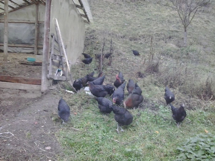 2013-10-18 17.51.16; Marans
