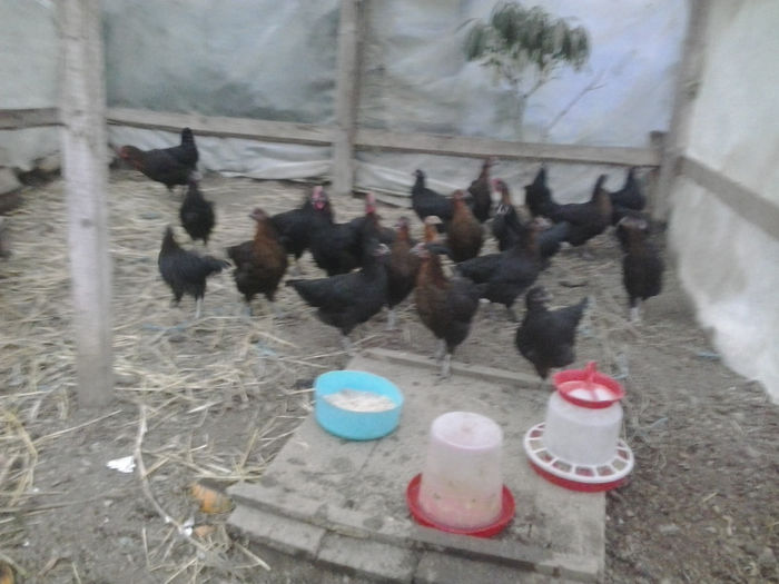 2013-10-18 17.53.25; Marans
