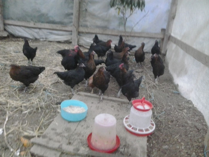 2013-10-18 17.53.30; Marans
