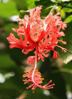 SCHIZOPETALUS - SCHIZOPETALUS