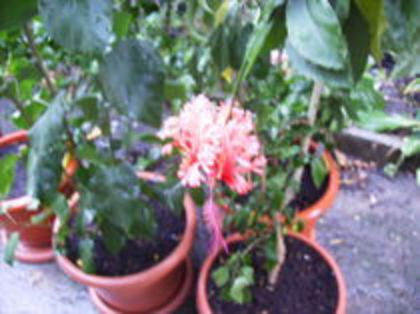 SCHIZOPETALUS P 2 - SCHIZOPETALUS