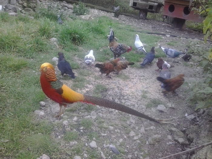 2013-10-25 17.02.34 - Hobby in familie