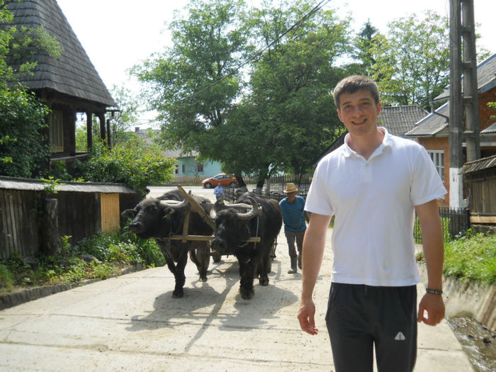 Un car cu bivoli, Maramures