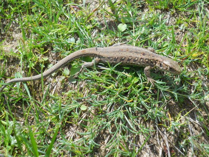 Femela cu pui - 92 Reptile amfibieni batracieni nevertebrate autohtone