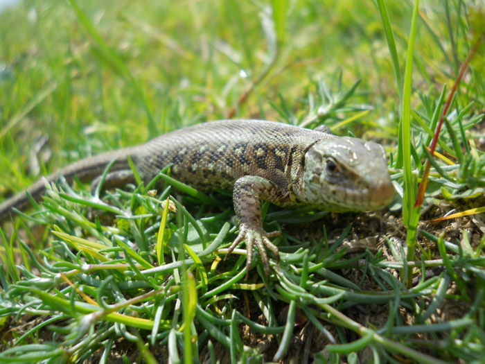 DSCN9757 - 92 Reptile amfibieni batracieni nevertebrate autohtone