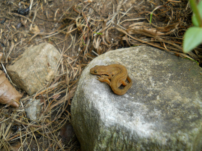 DSCN9773 - 92 Reptile amfibieni batracieni nevertebrate autohtone