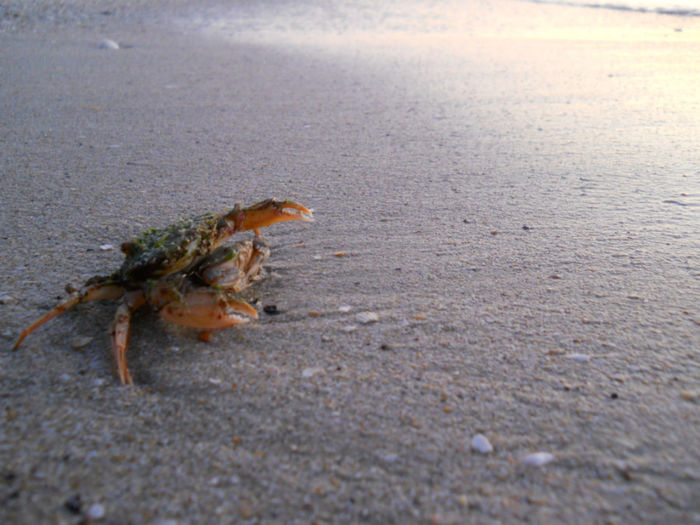 Un mic crab de la Marea Neagra - 92 Reptile amfibieni batracieni nevertebrate autohtone