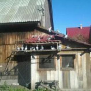 nicko 738 - porumbei 2