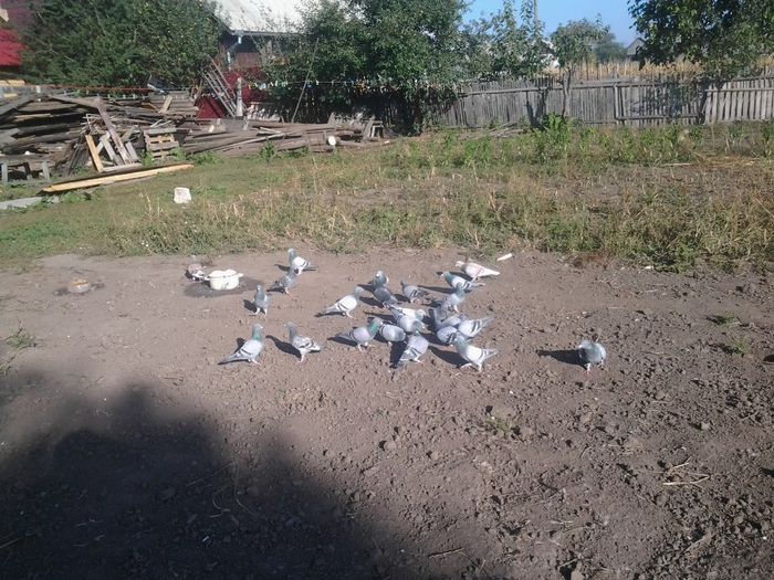 nicko 020 - porumbei 2