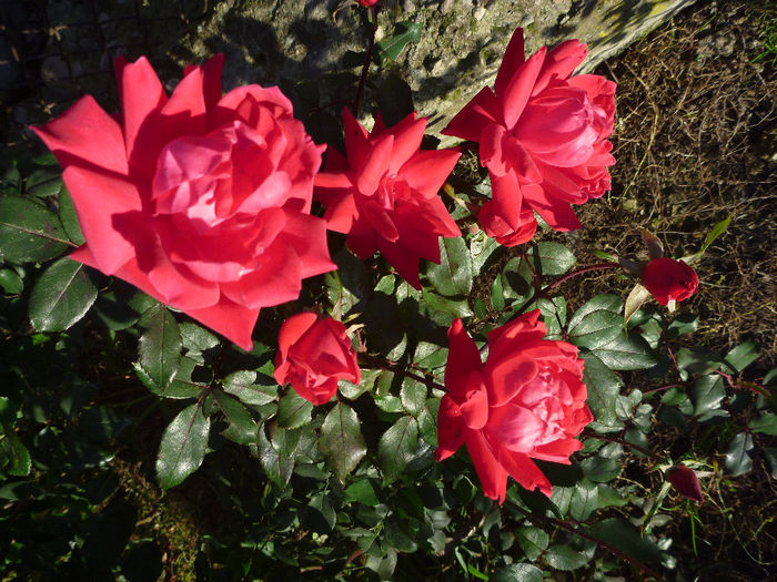 Double Knock Out in octombrie, nu simte ca vine iarna, infloreste si iar infloreste - Trandafiri 2013 - II