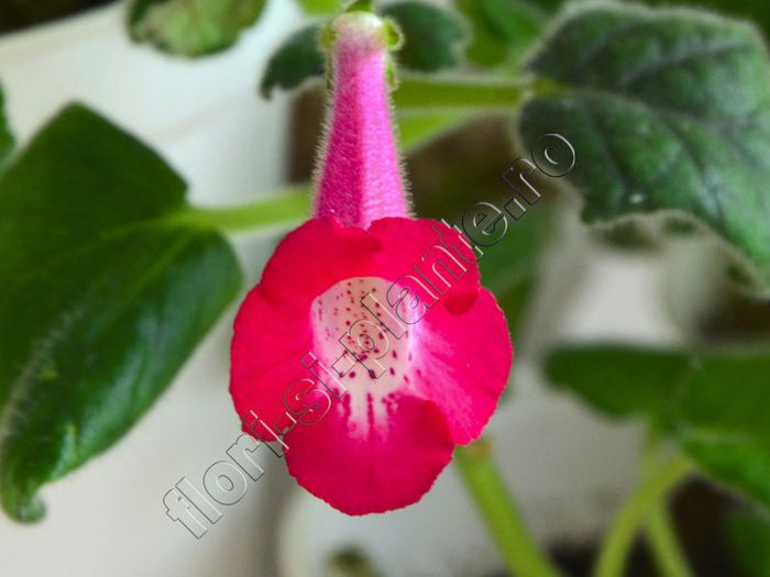 Sinningia Electric Red - GLOXINIA _ SINNINGIA__NEWS 2013