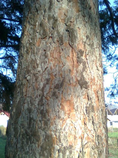 Tulpina de pin - Recunoasterea arborilor dupa scoarta