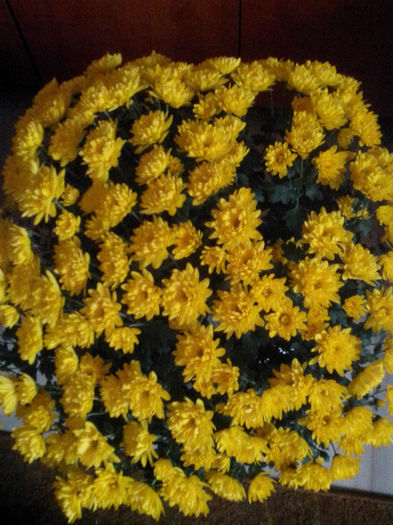 IMG_20131026_101824 - crizanteme