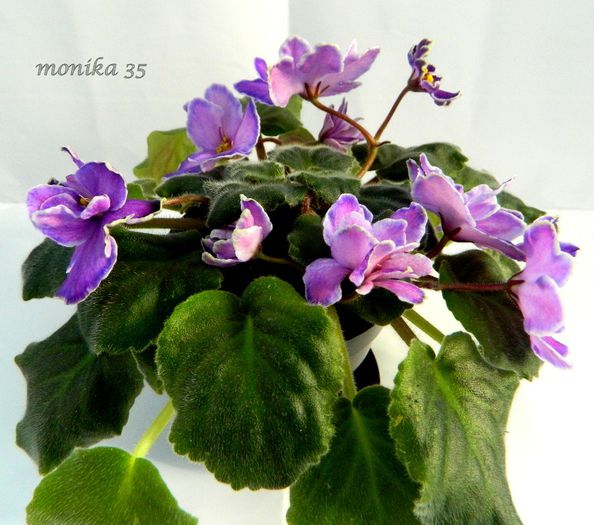 oct 2013 - KING-S TREASURE-PIERDUT