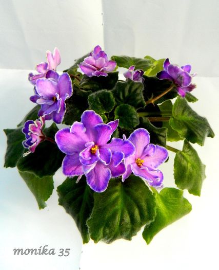 oct 2013 - KING-S TREASURE-PIERDUT