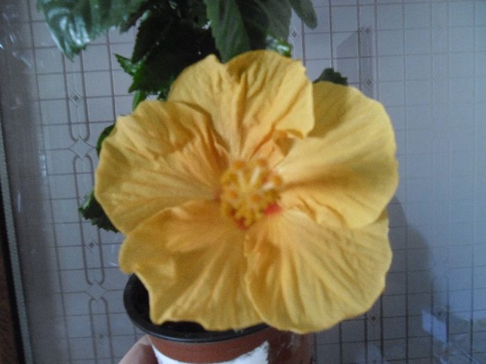 Kioto Yelow - Hibiscus 2013-3