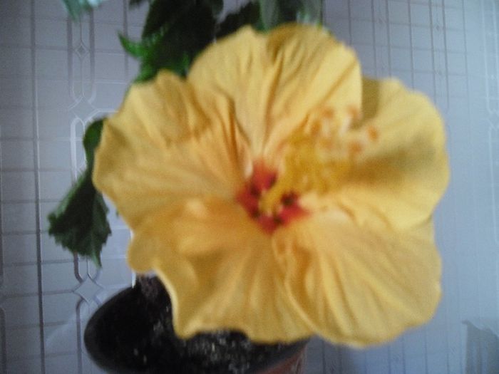 Kioto Yelow - Hibiscus 2013-3