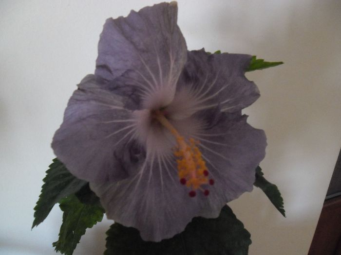 Raindrop - Hibiscus 2013-3