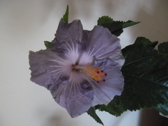 Raindrop - Hibiscus 2013-3