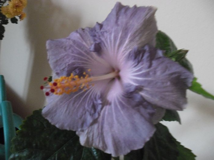 Raindrop - Hibiscus 2013-3