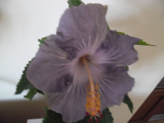 Raindrop - Hibiscus 2013-3