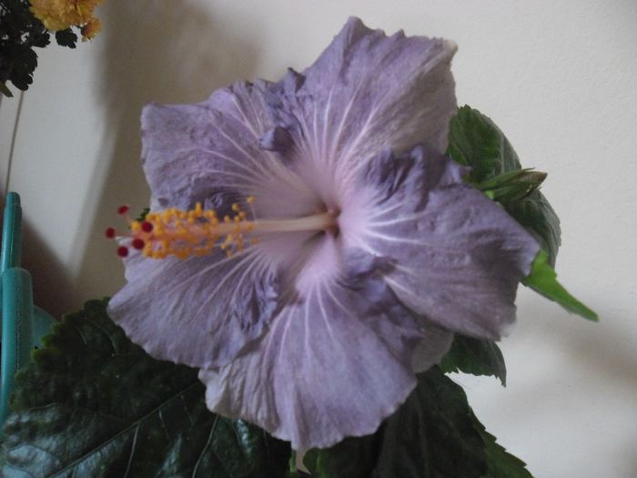 Raindrop - Hibiscus 2013-3