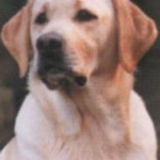 20052134312labrador