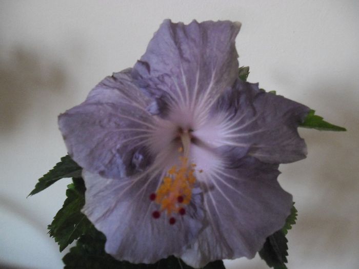 Raindrop - Hibiscus 2013-3