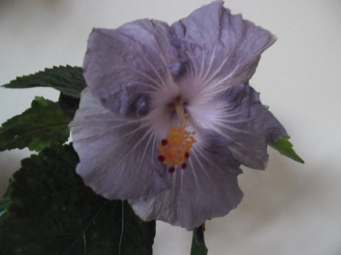 Raindrop - Hibiscus 2013-3