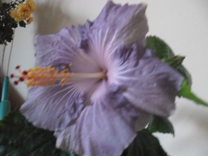 Raindrop - Hibiscus 2013-3