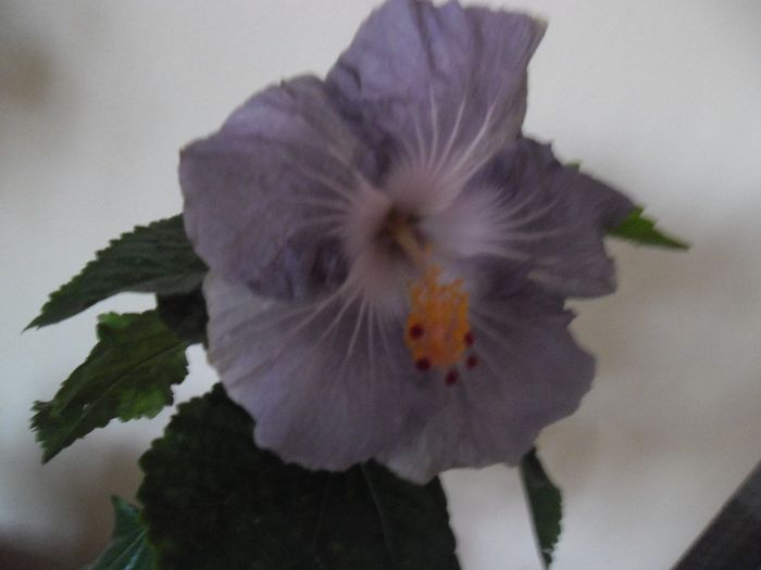 Raindrop - Hibiscus 2013-3