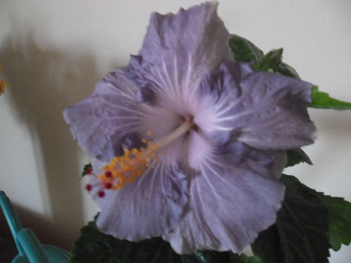 Raindrop - Hibiscus 2013-3