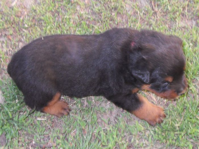 2 saptamani - puii  de rottweiler