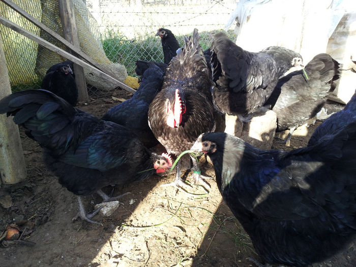 20131026_105629 - 5 --- AUSTRALORP SI ITALIENE