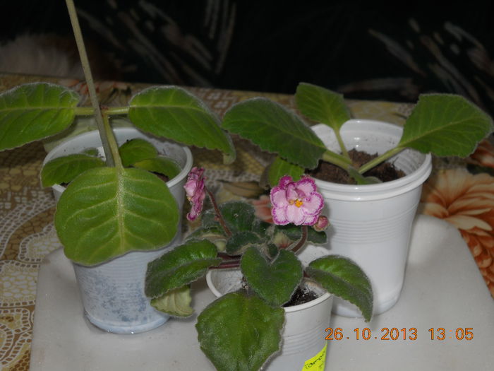 006 - OCTOMBRIE 2013