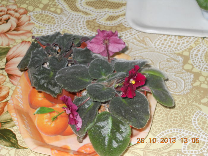 008 - OCTOMBRIE 2013