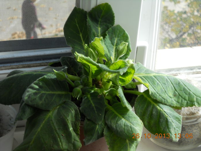 gloxinia este neobosita