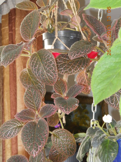 episcia - OCTOMBRIE 2013
