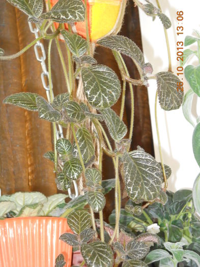 episcia - OCTOMBRIE 2013