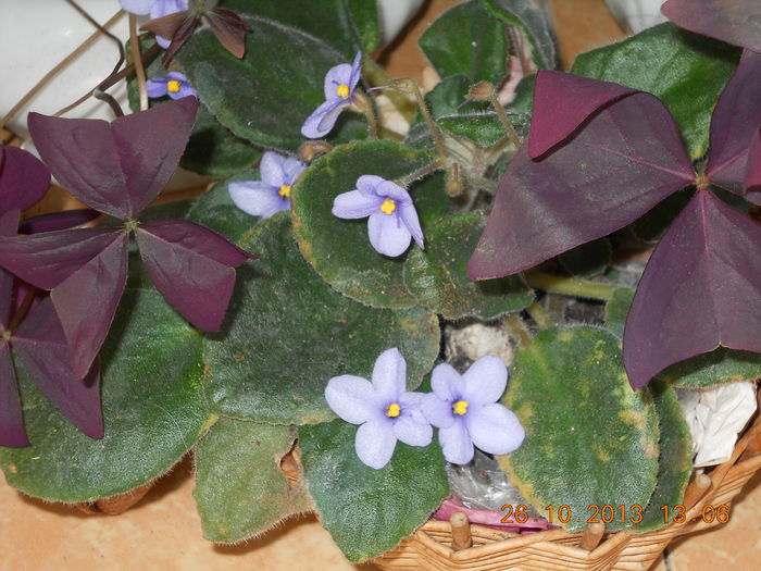 violeta - OCTOMBRIE 2013