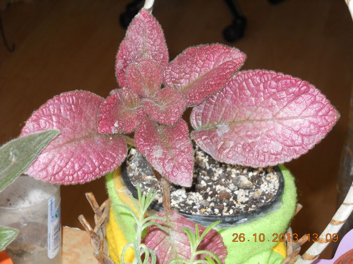 episcia