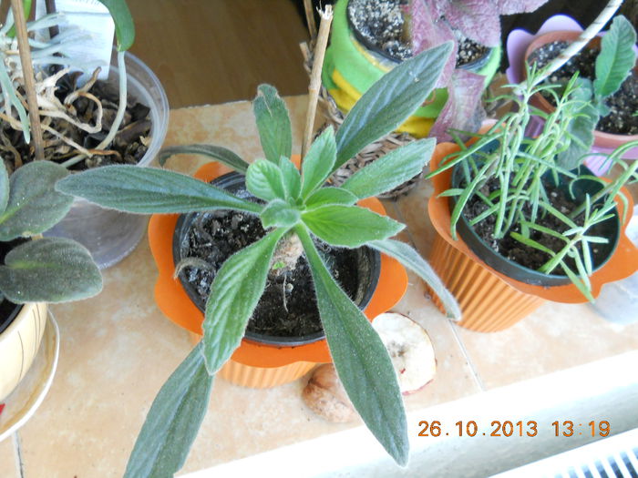 multumesc mult dragei Florentina