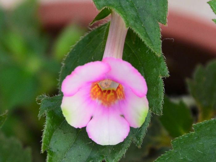 Achimenes