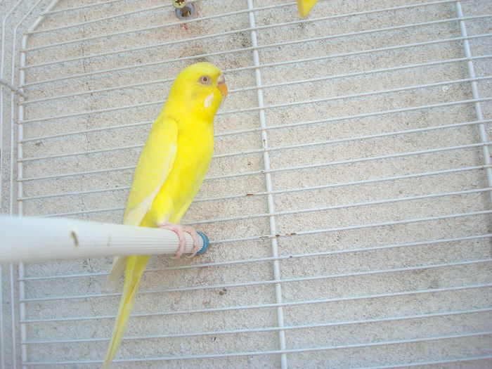 1 - 11- Papagali Perusi