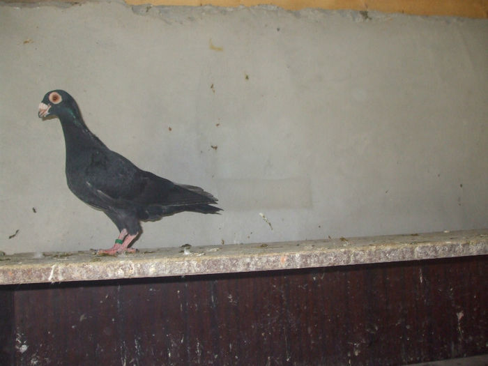 DSCF7728 - pui 2012