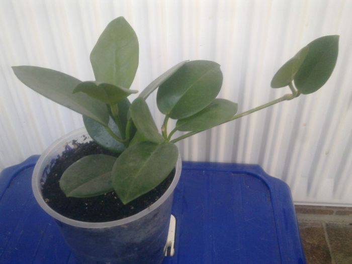 australis - Hoya - colectie