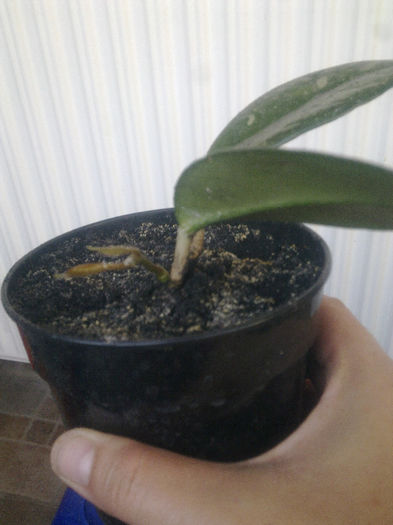 carnosa - Hoya - colectie