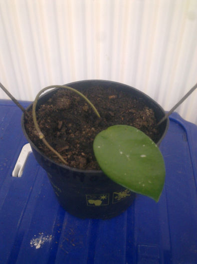 carnosa red - Hoya - colectie