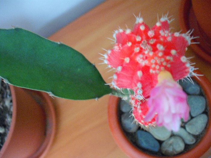 DSCF1345 - Cactusi Altoiti