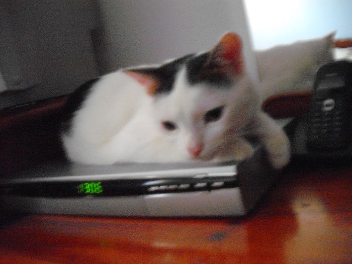 DSCF1394 - FELIX